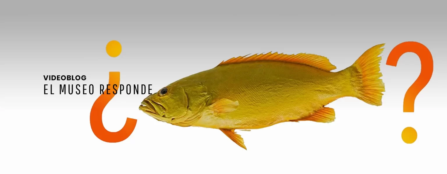 slider_museo-responde_1920x750